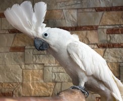 То чувство, когда я без работы: видео, где попугай кричит в кружку