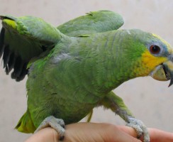 Оперный исполнитель: попугай породы амазон поёт арию Царицы ночи