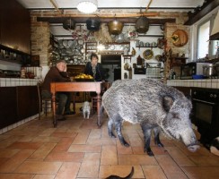 Итальянцы приручили дикую свинью