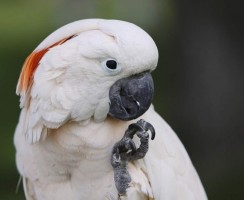 Какаду, танцующий под песни Майкла Джексона: завораживающее видео