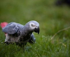 «Ромочка, почухай!» и тысячи лайков на YouTube