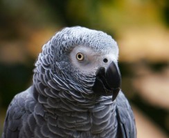 Болтливый жако: разговор попугая Винчи со своей хозяйкой