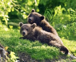 Медвежата проникли в авто, но выбраться не смогли: видео