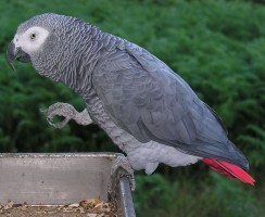 Мужской разговор: попугай Григорий беседует с хозяином (видео)
