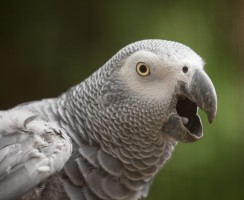 «Наша Таня громко плачет» — стихотворение от попугая Кирюши