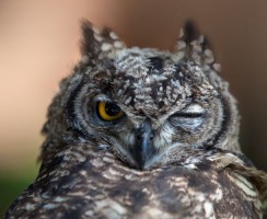 Молодой какаду желает познакомиться: смешное видео
