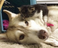 Хаски выходила котёнка, и тот возомнил себя собакой: видео