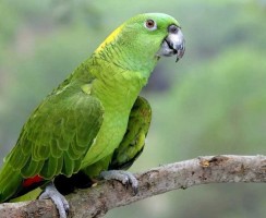 Лучше нету того цвету: попугай Макеша поёт песню