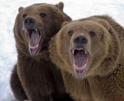 Самые непредсказуемые животные: осторожно, зверь!