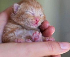 Милые новорождённые котята: антистресс на каждый день