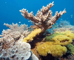 Регенерация позволяет кораллам воскресать: удивительное открытие