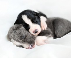 Самое милое зрелище в мире: фото новорождённых щенков