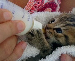 Можно ли кормить котят детским питанием и каким