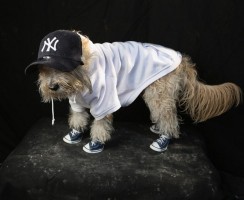 20 очаровательных животных и птиц в одежде