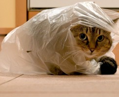 Почему кот лижет полиэтиленовые пакеты и как отучить его от этой привычки