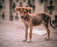 3 верных способа поймать собаку, если она не подходит