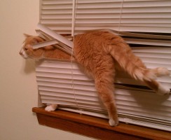 Как кошки находят себе проблемы – смешные фото застрявших животных