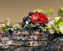 Самые полезные насекомые: топ-10 с фото