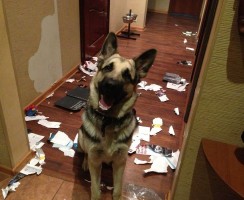 4 лучших способа отучить собаку грызть обои