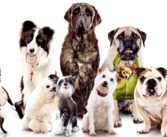 Топ-5 универсальных пород собак