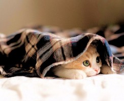 4 причины, по которым кошка прячется под одеяло