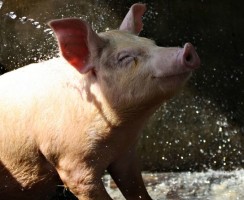 Смешные фото свиней: развеиваем скуку