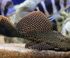 10 самых больших аквариумных рыбок