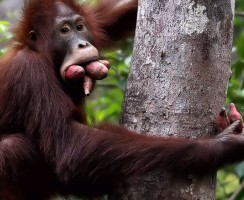 Смешные фото обезьян: градус позитива растёт