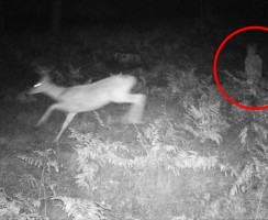 Странные снимки животных с фотоловушек: загадки мира дикой природы