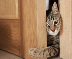 Почему коты не приживаются в доме: причины и приметы