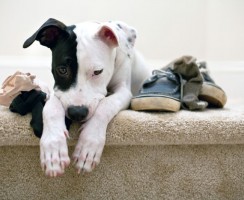 3 способа, как отучить собаку таскать обувь