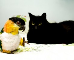 Попугаи гнобят котов: подборка забавных видео