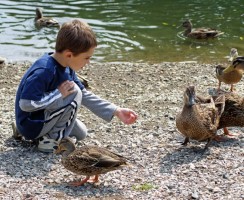Хлеб — враг для уток и других водоплавающих птиц