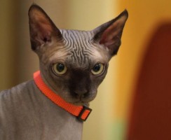 Смешные фото лысых кошек: складки и морщины