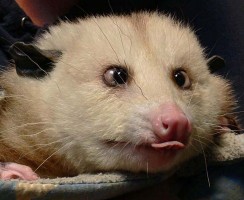 Смешные фото опоссумов: забавная подборка