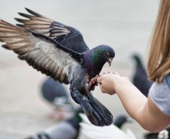 Почему нельзя кормить голубей на улице