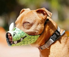 Смешные намордники для собак: забавные фото