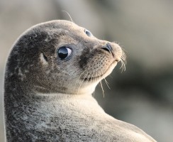 Смешные фото тюленей: толстые лежебоки