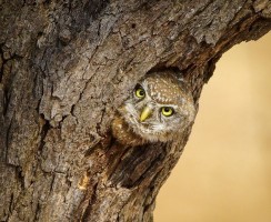 Харизматичные и очень смешные совы: подборка фото