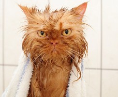 Смешные фото мокрых кошек: злые демоны