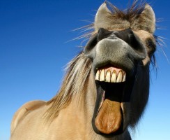 Смешные фото лошадей: ржу как конь