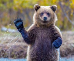 Превед, медвед: мишка машет лапой на видео