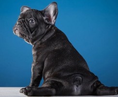 Собаки сидят на шпагате: растяжка животных на фото