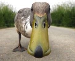 Смешные утки — фотографии забавных домашних и диких птиц