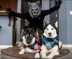 И тут пришёл огромный страшный волк: забавное видео