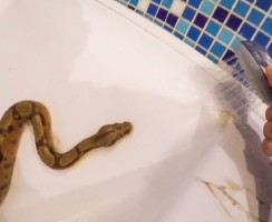 Банный день для змеи: видео