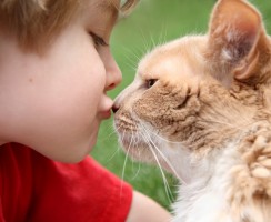 Польза и вред кошки для человека