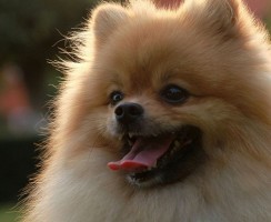 Шпиц лает на улице на всех: как отучить