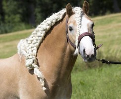 15 лошадей со смешными причёсками