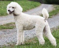 Недорогие собаки средних размеров: описание и фото